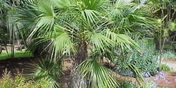 BRAHEA ELEGANS THE FRANCESHI PALM