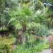 BRAHEA ELEGANS THE FRANCESHI PALM