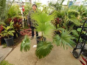 BRAHEA NITIDA NEAR COMPLETELY CIRCULAR FLAT GREEN LEAF NATIVE TO MEXICO