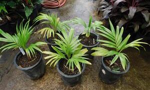 BURRETIOKENTIA HAPALA NEW CALEDONIAN PALM