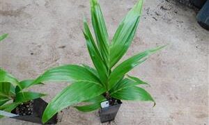 BURRETIOKENTIA HAPALA AN EXOTIC NEW CALEDONIAN PALM FOR SOUTHERN CALIFORNIA