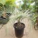 BUTIA CAPITATA BLUE EASY TO GROW, NOT TOO TALL SUPER BLUE COLOR  – COLD HARDY