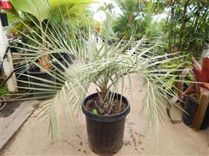 BUTIA CAPITATA BLUE EASY TO GROW, NOT TOO TALL SUPER BLUE COLOR  – COLD HARDY
