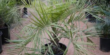 BUTIA PARAGUAYENSIS BLUE-GREEN BUTIA FROM SOUTH AMERICA