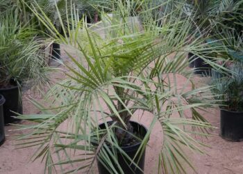 BUTIA PARAGUAYENSIS BLUE-GREEN BUTIA FROM SOUTH AMERICA