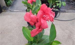 BEAUTIFUL PINK DWARF CANNA NEVER OVER THREE FEET TALL
