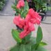 BEAUTIFUL PINK DWARF CANNA NEVER OVER THREE FEET TALL