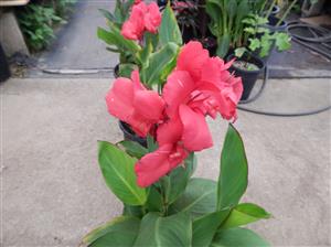 BEAUTIFUL PINK DWARF CANNA NEVER OVER THREE FEET TALL