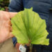 CARYOTA GIGAS” THAI MOUNTAIN GIANT”, “KING KONG PALM”, “BLACK STEM FISHTAIL”