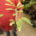 CARYOTA URENS THE GIANT MOUNTAIN FISHTAIL