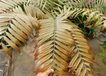 CERATOZAMIA LATIFOLLIA THE CHAMELEON OF CYCADS
