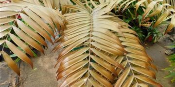 CERATOZAMIA LATIFOLLIA THE CHAMELEON OF CYCADS