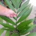 CHAMAEDOREA ARENBERGIANA SINGLE TRUNK UNDERSTORY PALM WITH WIDE LEAFLETS