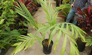 CHAMAEDOREA BENZIEI RARE SINGLE TRUNK CHAMAEDOREA LIKE C. RADICALIS ON STEROIDS!