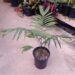 CHAMAEDOREA COSTARICANA ONE OF THE BEST BAMBOO PALMS