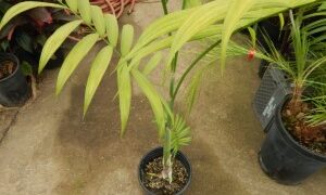 CHAMAEDOREA COSTARICANA ONE OF THE BEST BAMBOO PALMS
