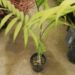 CHAMAEDOREA COSTARICANA ONE OF THE BEST BAMBOO PALMS