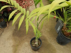 CHAMAEDOREA COSTARICANA ONE OF THE BEST BAMBOO PALMS
