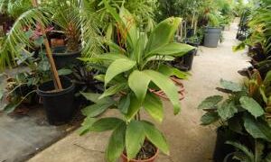 CHAMAEDOREA ERNESTI-AUGUSTI VERY ATTRACTIVE DWARF SHADE PALM