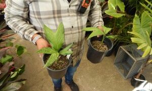 CHAMAEDOREA GEONOMIFORMIS SINGLE TRUNK, DWARF UNDERSTORY PALM