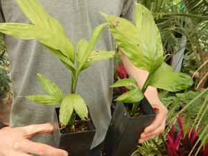 CHAMAEDOREA GEONOMIFORMIS SINGLE TRUNK, DWARF UNDERSTORY PALM