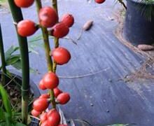 CHAMAEDOREA MICROSPADIX SMALLER TYPE OF BAMBOO PALM