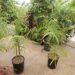 CHAMAEDOREA PLUMOSA THE BABY QUEEN PALM