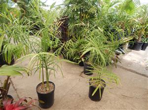 CHAMAEDOREA PLUMOSA THE BABY QUEEN PALM