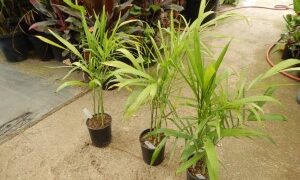 CHAMAEDOREA PLUMOSA THE BABY QUEEN PALM