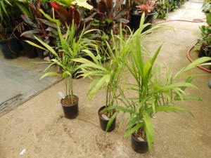 CHAMAEDOREA PLUMOSA THE BABY QUEEN PALM