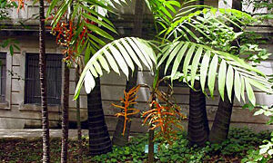 CHAMAEDOREA TEPEJILOTE SINGLE TRUNK PINNATE PALM THAT GETS TALL SHADE-LOVING  – DARK GREEN RINGED TRUNK