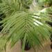 CHAMAEDOREA TRUNKING RADICALIS MEDIUM HEIGHT MATURE – THIN TRUNKS