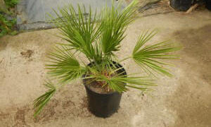 CHAMAEROPS HUMILIS – GREEN FORM LOVES SUN AND HEAT – EXTREMELY COLD HARDY