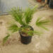 CHAMAEROPS HUMILIS – GREEN FORM LOVES SUN AND HEAT – EXTREMELY COLD HARDY
