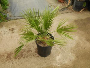 CHAMAEROPS HUMILIS – GREEN FORM LOVES SUN AND HEAT – EXTREMELY COLD HARDY