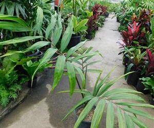 CHAMBEYRONIA MACROCARPA THE FLAME THROWER PALM NEW RED EMERGING LEAF