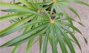 COCCOTHRINAX ARGENTATA MEDIUM SIZED FAN PALM