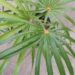 COCCOTHRINAX ARGENTATA MEDIUM SIZED FAN PALM