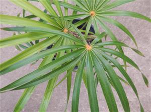 COCCOTHRINAX ARGENTATA MEDIUM SIZED FAN PALM