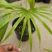COCCOTHRINAX BARBADENSIS MEDIUM SIZED, NARROW TRUNK