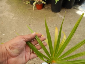 COCCOTHRINAX BARBADENSIS