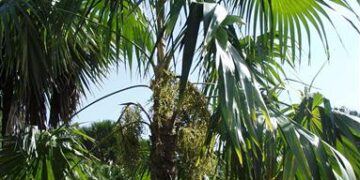 COCCOTHRINAX BARBADENSIS MEDIUM SIZED, NARROW TRUNK VERY “CUTE PALM” WITH GREEN OR SILVER GREEN LEAVES