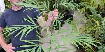 CYCAS PANZHIHUAENSIS X CYCAS DEBOAENSIS HYBRID OF TWO EXOTIC & ATTRACTIVE CYCADS