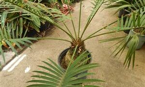 CYCAS PETRAEA SUPER RARE GREEN CYCAD FROM THAILAND