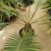 CYCAS PETRAEA SUPER RARE GREEN CYCAD FROM THAILAND