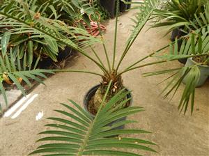 CYCAS PETRAEA SUPER RARE GREEN CYCAD FROM THAILAND