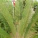 CYCAS TAITUNGENSIS THE EMPEROR CYCAD