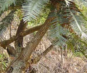 CYCAS TANSACHANA MEDIUM SIZE CYCAD FROM THAILAND