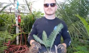 DIOON EDULE VARIETY TAMAULIPAS GLAUCOUS GREEN THIN LEAF MEXICAN CYCAD