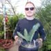 DIOON EDULE VARIETY TAMAULIPAS GLAUCOUS GREEN THIN LEAF MEXICAN CYCAD